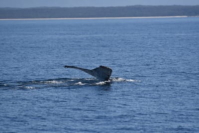 DSC_5315.JPG