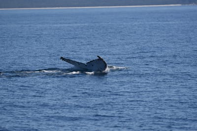 DSC_5317.JPG