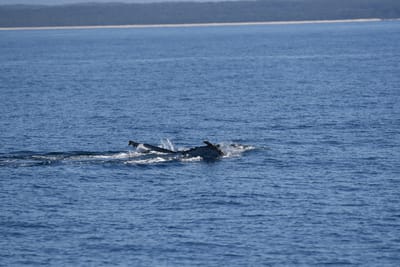 DSC_5318.JPG