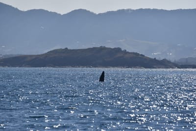 DSC_5331.JPG