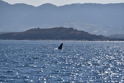 DSC_5333.JPG
