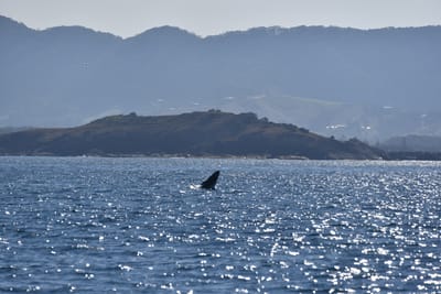 DSC_5334.JPG