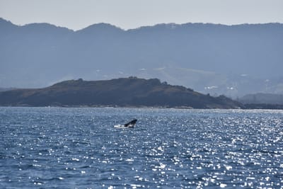 DSC_5335.JPG