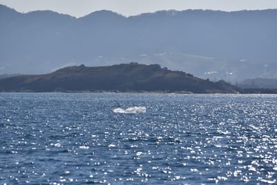 DSC_5337.JPG