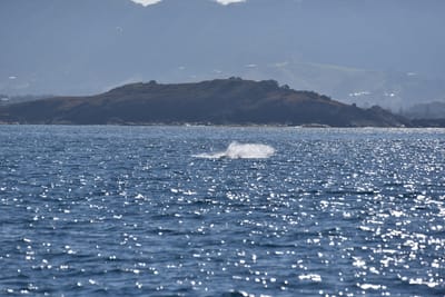 DSC_5339.JPG