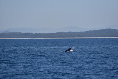 DSC_5370.JPG