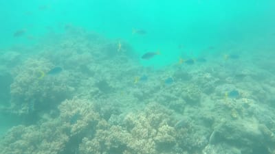 GOPR0482.MP4