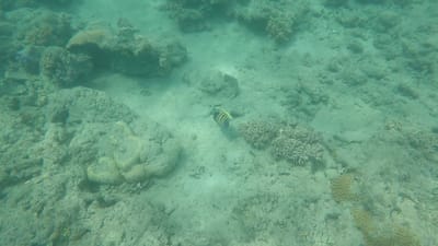 GOPR0488.MP4