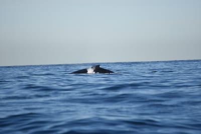 DSC_0938.JPG