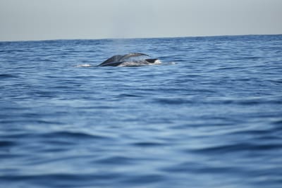 DSC_0942.JPG