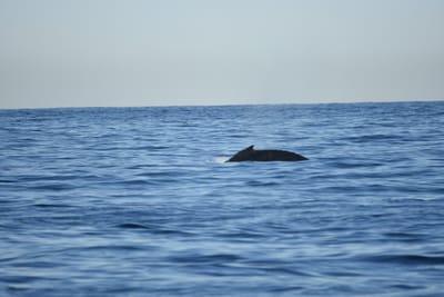 DSC_0946.JPG