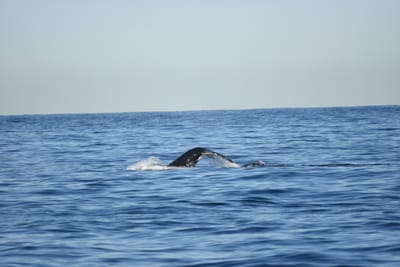 DSC_0948.JPG