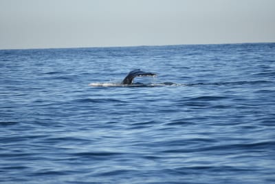 DSC_0950.JPG