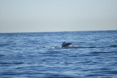 DSC_0951.JPG