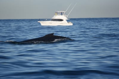 DSC_0954.JPG
