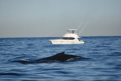 DSC_0955.JPG