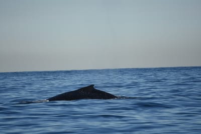 DSC_0967.JPG