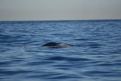 DSC_0972.JPG