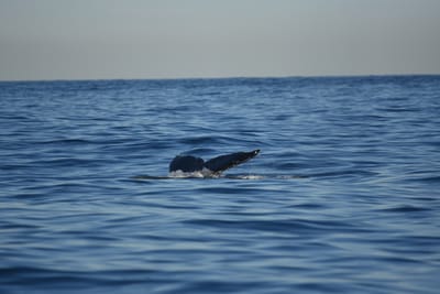DSC_0974.JPG