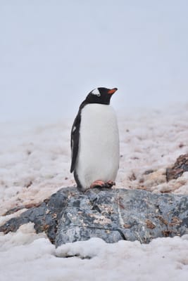 DSC_0039.JPG