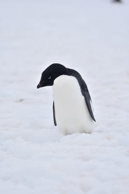 DSC_0099.JPG