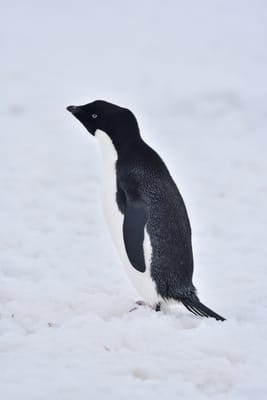 DSC_0100.JPG