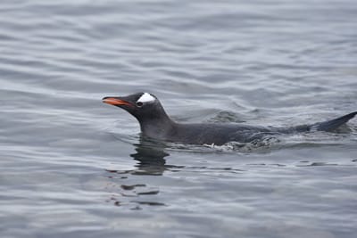DSC_0105.JPG