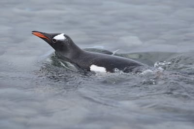 DSC_0106.JPG