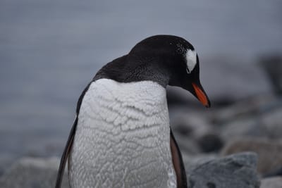 DSC_0144.JPG