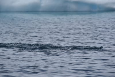 DSC_9901.JPG