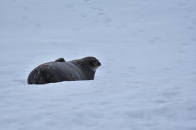 DSC_0415.JPG
