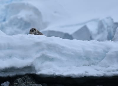 DSC_0423.JPG