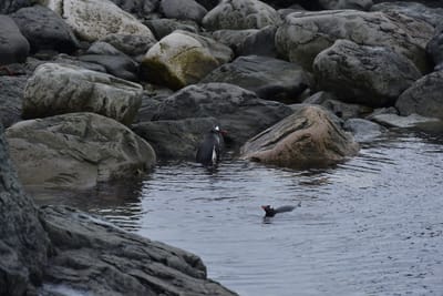 DSC_0490.JPG