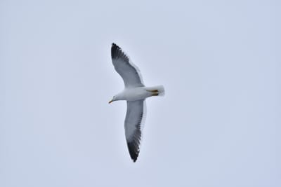 DSC_0492.JPG