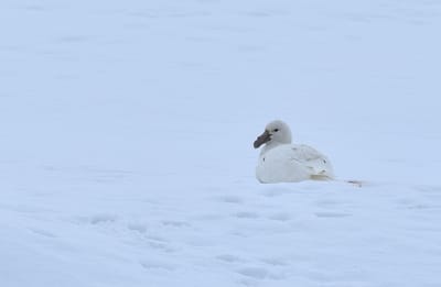 Southern Giant Petrel.JPG