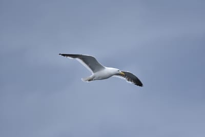 DSC_1333.JPG