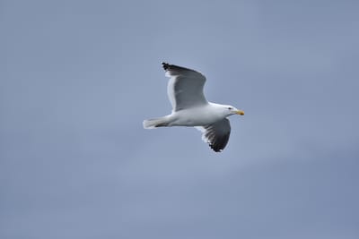 DSC_1334.JPG