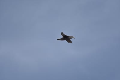 DSC_1340.JPG