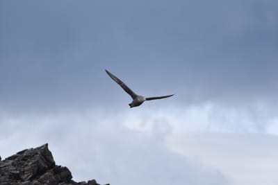 DSC_1353.JPG