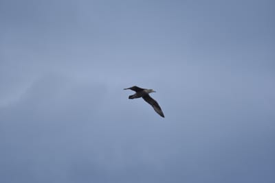DSC_1354.JPG