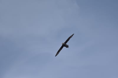 DSC_1366.JPG