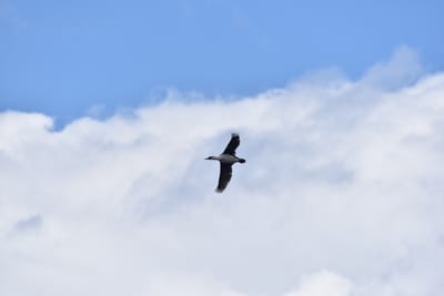 DSC_1370.JPG