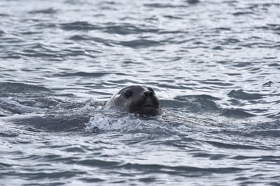 DSC_1454.JPG
