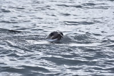 DSC_1456.JPG