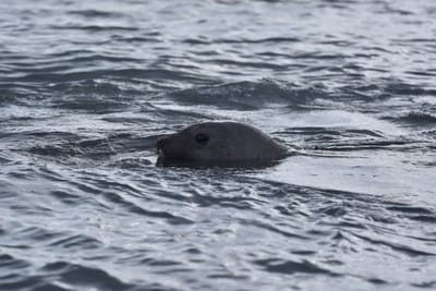 DSC_1457.JPG
