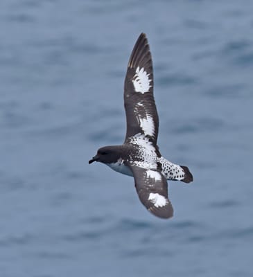 Cape Petrel.JPG