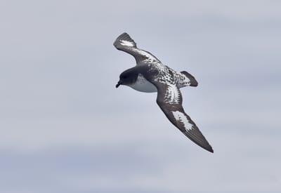 Cape Petrel or Pintado Petrel.JPG