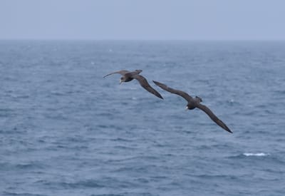 DSC_9100.JPG