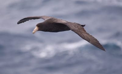 Giant Petrel.JPG