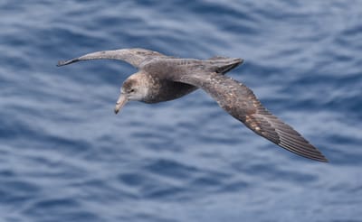 Giant Petrel (2).JPG
